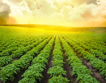 A picture of a field of potato plants on a farm