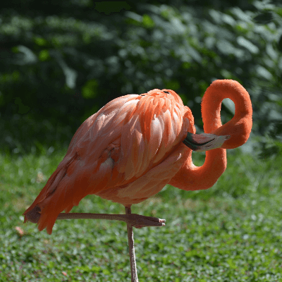 A Flamingo