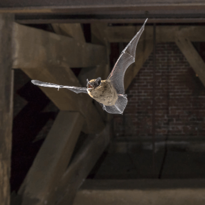 A Bat Flying
