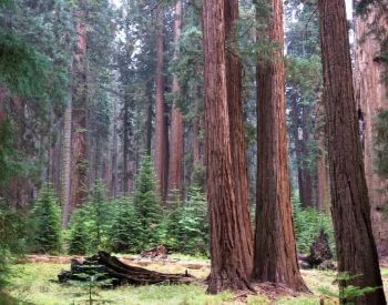 A picture of a forest full of giant sequoia trees