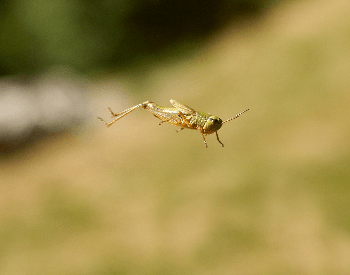 A photo of a grasshopper jumping