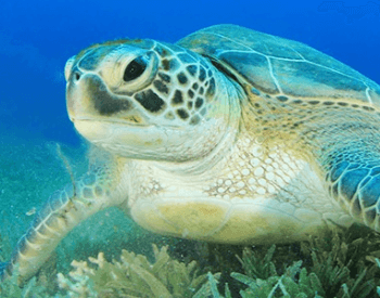 A close-up picture of the green sea turtle (Chelonia mydas)