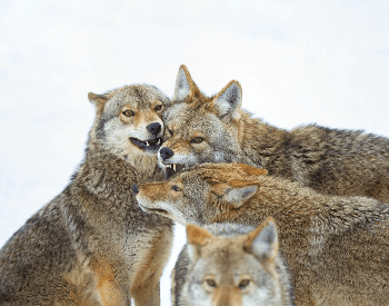 A picture of a group of coyotes sitting together