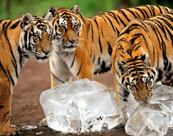 A Group of Siberian Tigers