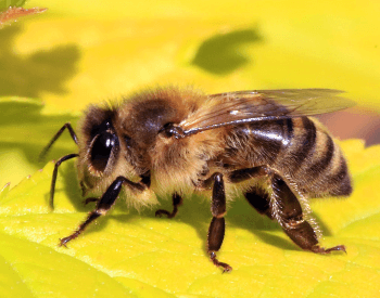 A picture of a Honey Bee
