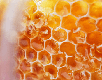 A close-up picture of a honey comb
