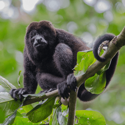 A Picture of a Howler Monkey