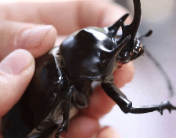 A picture of someone holding a rhinoceros beetle