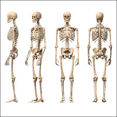 A Picture of a Human Skeleton