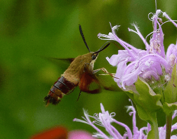 A photo of a hummingbird moth hovering