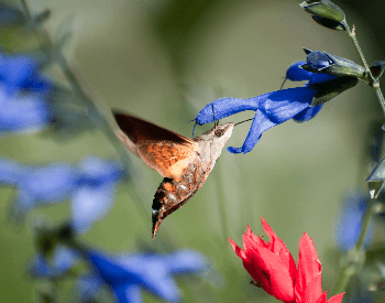 A photo of the beautiful hummingbird moth