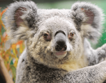 A picture of a koala (Phascolarctus cinereus adustus)