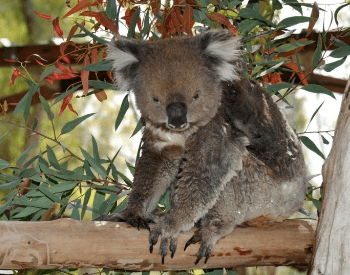 A picture of a koala (Phascolarctus cinereus victor)