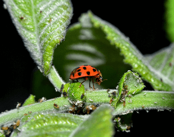 A photo of a ladybug eating aphids