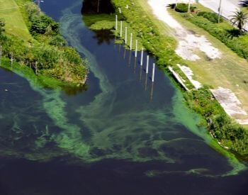 A picture of a lake with algae