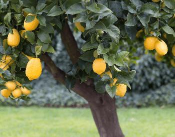 A picture of a lemon tree full of lemons
