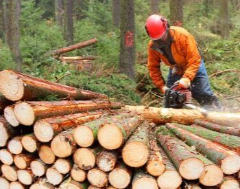 A picture of a lumberjack cutting up harvested timber