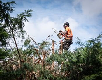 A picture of a lumberjack trimming tree tops