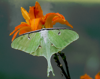 A photo of a luna moth (Actias luna)