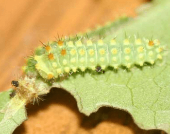 A photo of a luna moth larva