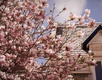 A picture of a magnolia tree in front of a house