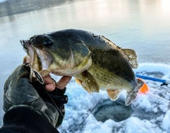 A picture of a fish caught while ice fishing
