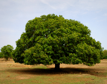 A picture of a mango tree