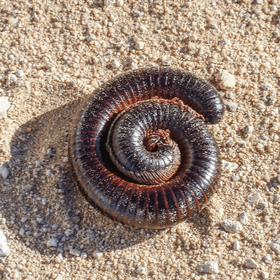 A Picture of a Millipede