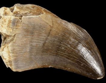 A picture of a tooth from a Mosasaurus
