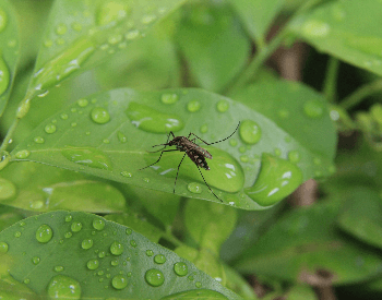 A photo of a mosquito on a leaf
