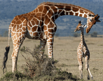 A photo of a mother and baby giraffe