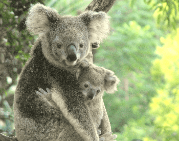 A picture of a mother and baby koala (Phascolarctus cinereus)
