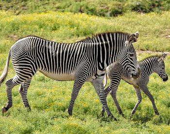 A picture of a mother and baby zebra