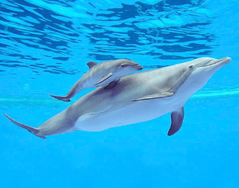 A picture of a mother dolphin and her baby