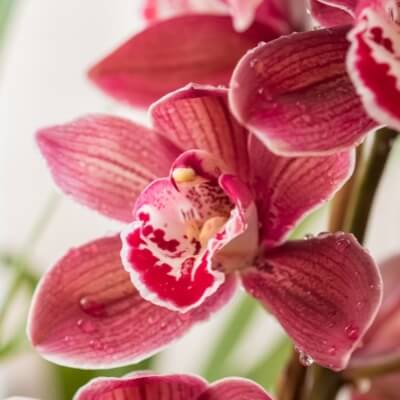 A Picture of an Orchid
