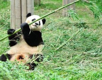 A picture of a panda eating from a bamboo