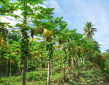 A picture of a large papaya plantation