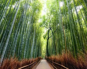 A picture of a path in a bamboo tree forest