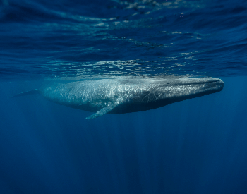 A photo of a blue whale