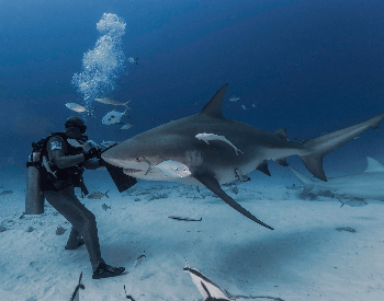 A picture of a bull shark and a diver.