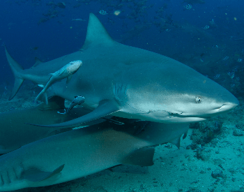 A photo of a bull shark.