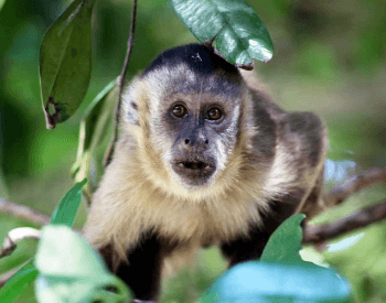 A photo of a capuchin monkey.