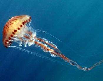 A photo of a Compass jellyfish.