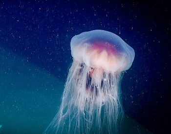 A photo of a Cyanea jellyfish.