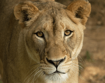 A photo of a female lioness.