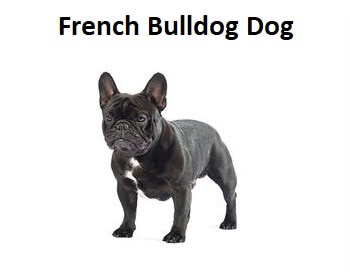 A photo of a French Bulldog Dog.