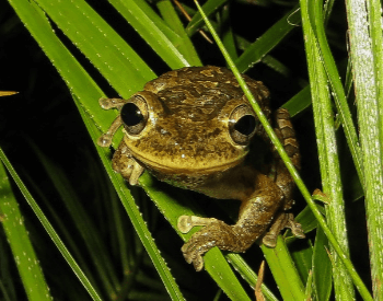 A photo of a frong on a plant.