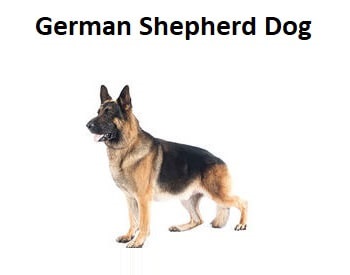 A photo of a German Shepherd Dog.