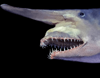 A photo of a goblin shark.