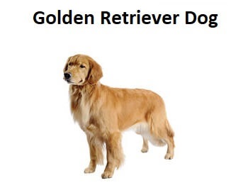 A photo of a Golden Retriever Dog.